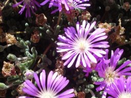 Drosanthemum hispidum leaves and flowers